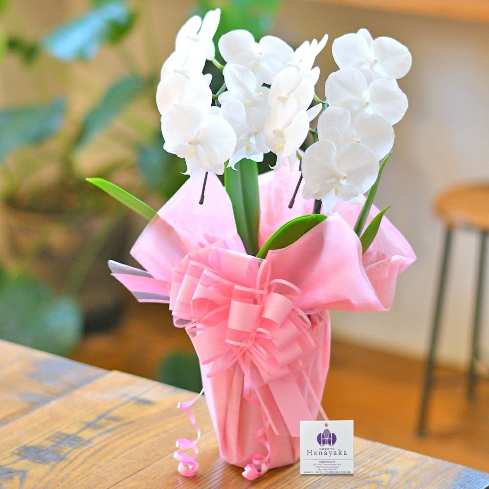 激安出品★宮内庁御用達 香蘭社 製 花生★新品未使用❗素敵な花生❗ Amazon.co.jp: 深川製磁正規品花瓶壺花生有田焼花柄花器宮内庁