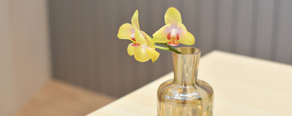 胡蝶蘭の切り花