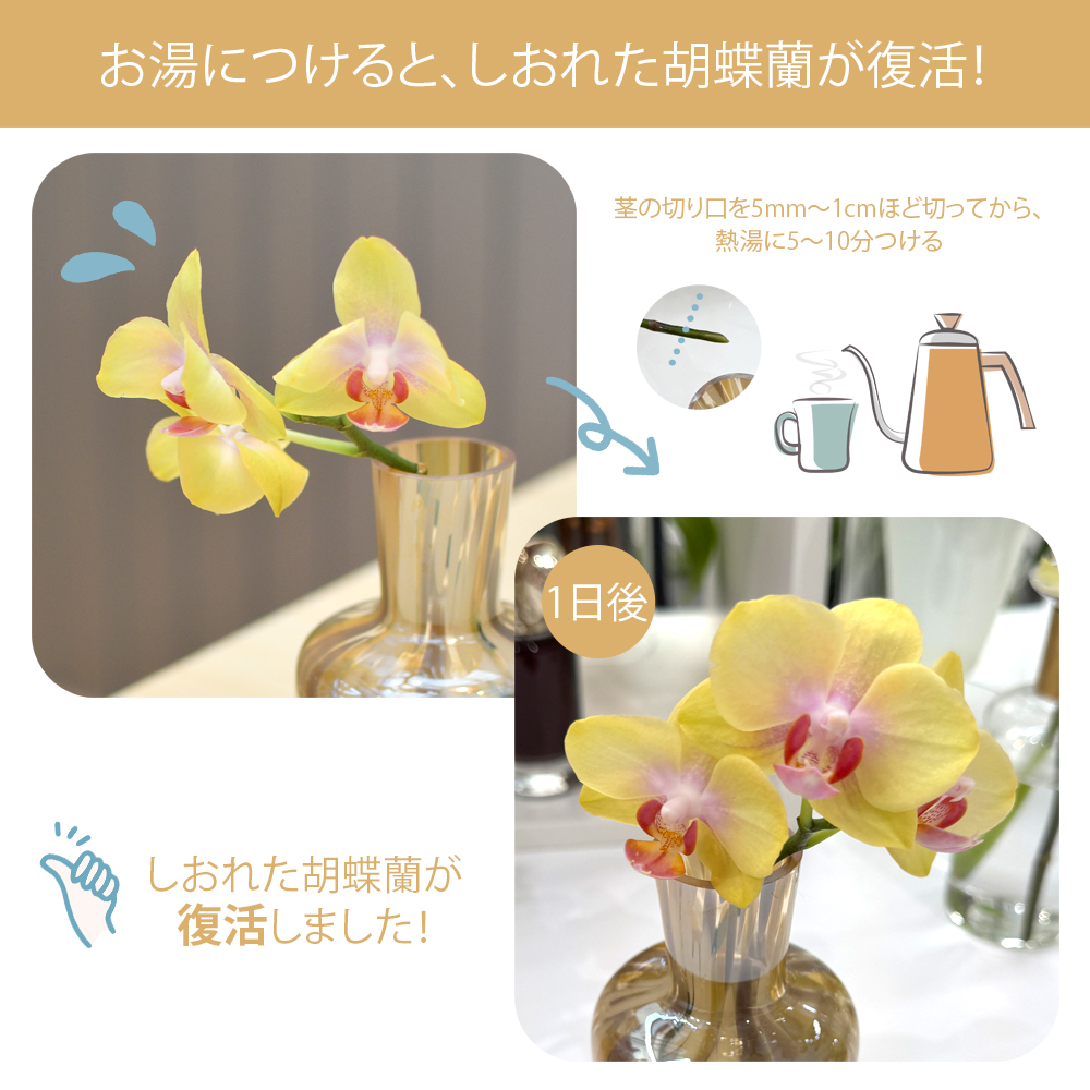 胡蝶蘭の切り花
