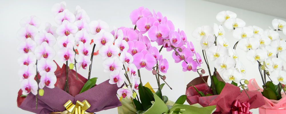 胡蝶蘭　花色