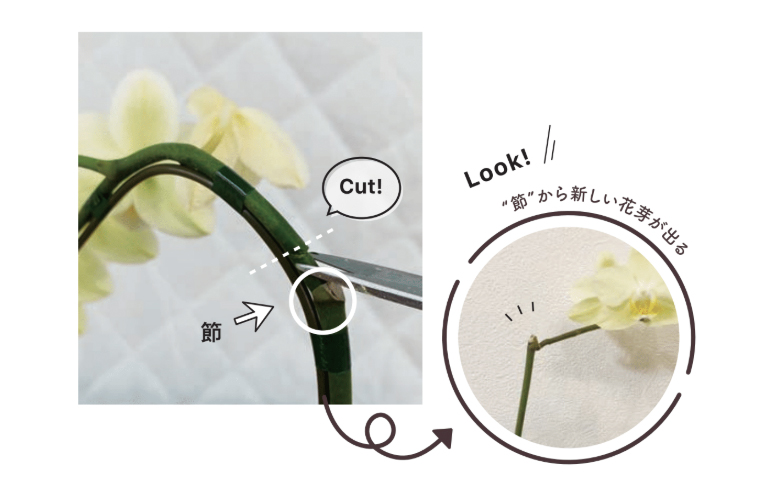胡蝶蘭　花がおわったら