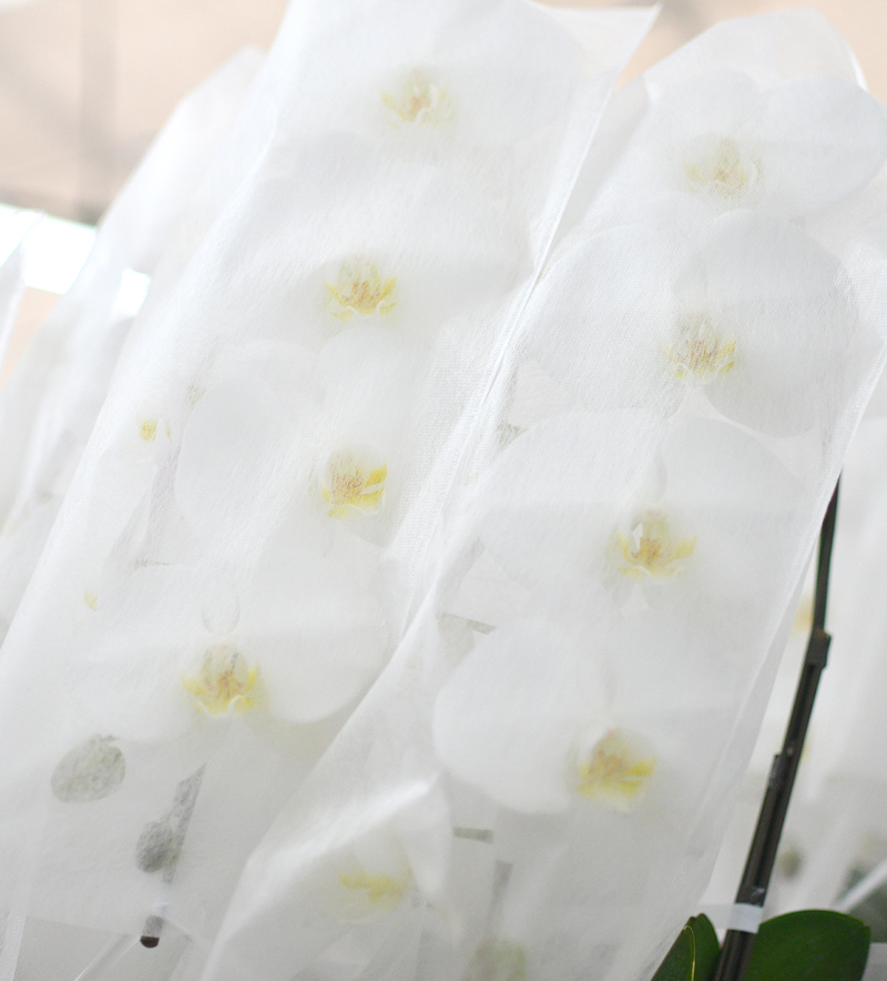 愛知県豊橋市の農園から直送された、鮮度抜群な胡蝶蘭大輪（白）の梱包直前の様子