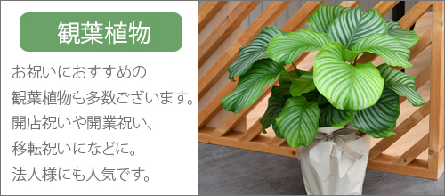 観葉植物