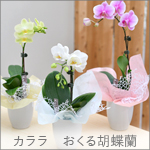 カララおくる胡蝶蘭