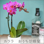 カララおうち胡蝶蘭