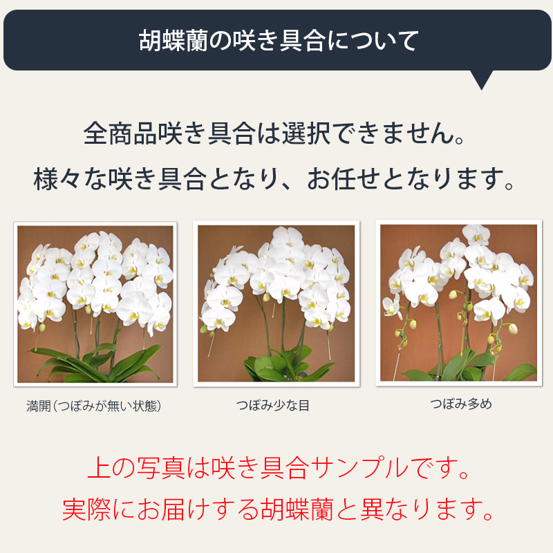 胡蝶蘭の札について