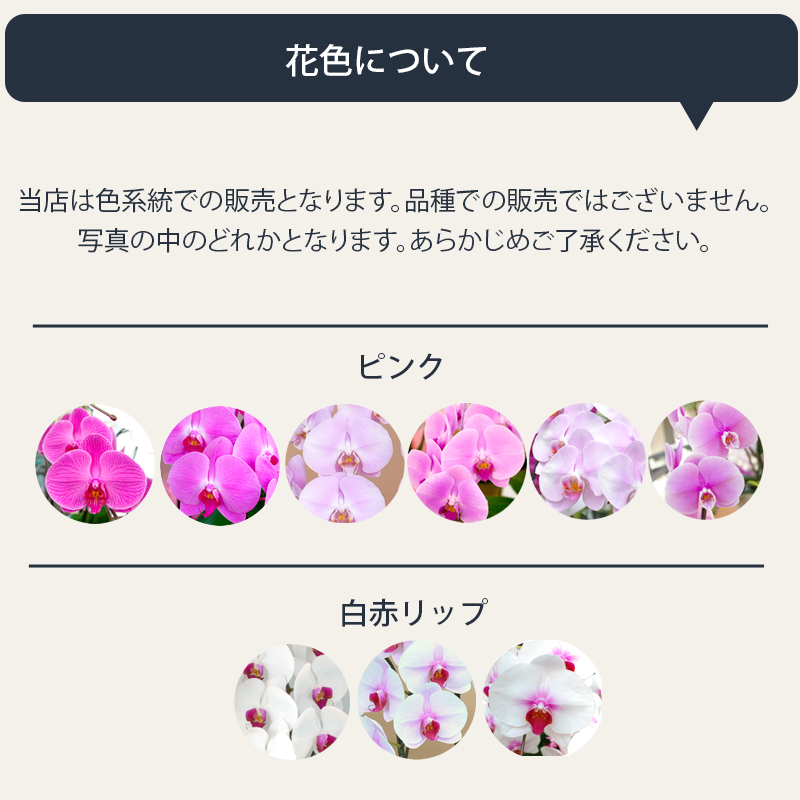 花色について