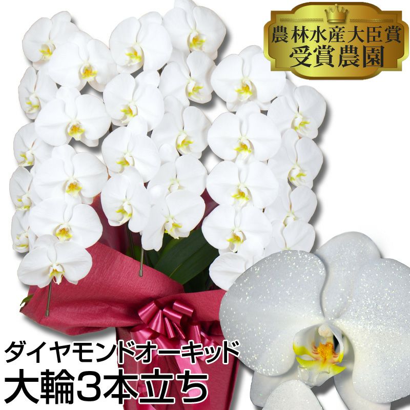 胡蝶蘭 ダイヤモンドオーキッド 営業日昼12時迄の注文で当日出荷 胡蝶蘭専門店 はなやか