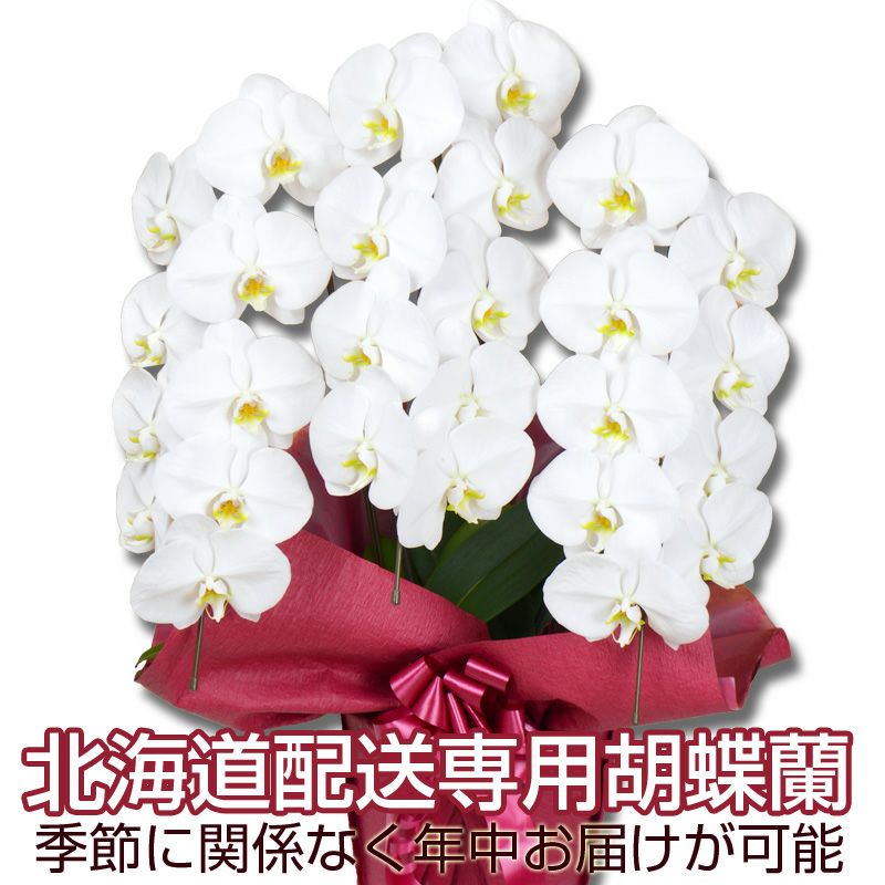 品質一番の 胡蝶蘭 5輪咲き 白大輪2本立ち18輪以上 つぼみ込み胡蝶蘭 送料無料 胡蝶蘭 お祝い 開店祝い 移転祝い 就任祝い 昇進祝い 花 退職祝い 還暦祝い ギフト Nrockconstruction Com