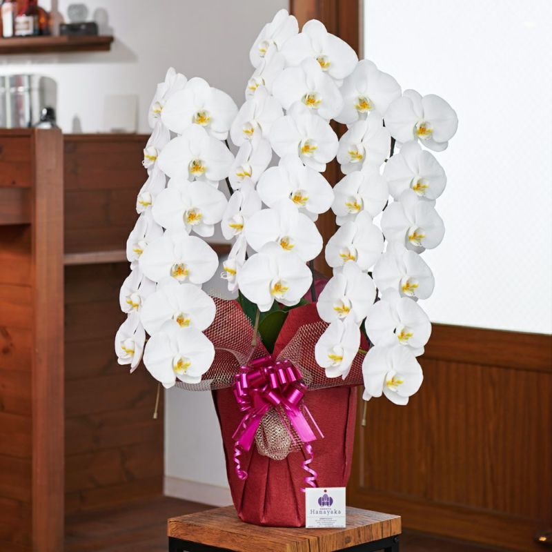 輝く高品質な 45輪以上 お祝い 祝い 胡蝶蘭 鉢花 花 蕾込み