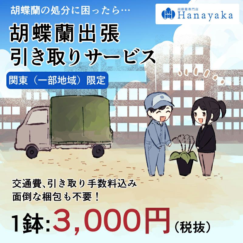 東京23区内 胡蝶蘭 出張引き取りサービス 胡蝶蘭の回収 1鉢の価格です 交通費込 Hk 胡蝶蘭専門店 はなやか