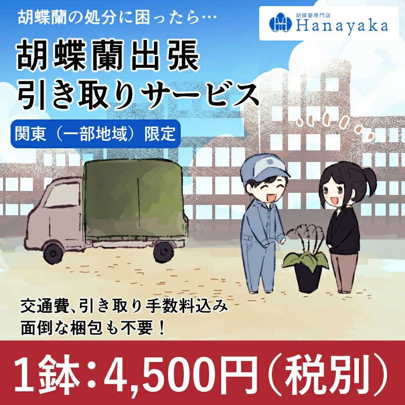 東京23区内 胡蝶蘭 出張引き取りサービス 胡蝶蘭の回収 1鉢の価格です 交通費込 Hk 胡蝶蘭専門店 はなやか