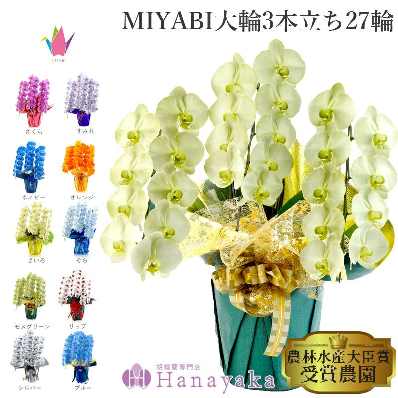 彩り豊富な胡蝶蘭 Miyabi 大輪3本立ち 27輪以上 営業日昼12時迄の注文で翌日出荷 胡蝶蘭専門店 はなやか