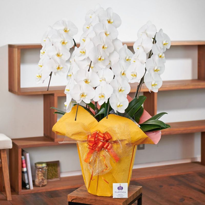 白 胡蝶蘭 大輪 5本立ち 40輪 つぼみあり 白 胡蝶蘭 大輪 5本立ち 40輪 つぼみあり 白大輪胡蝶蘭5本立ち 70輪