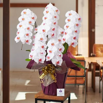 白赤リップ大輪