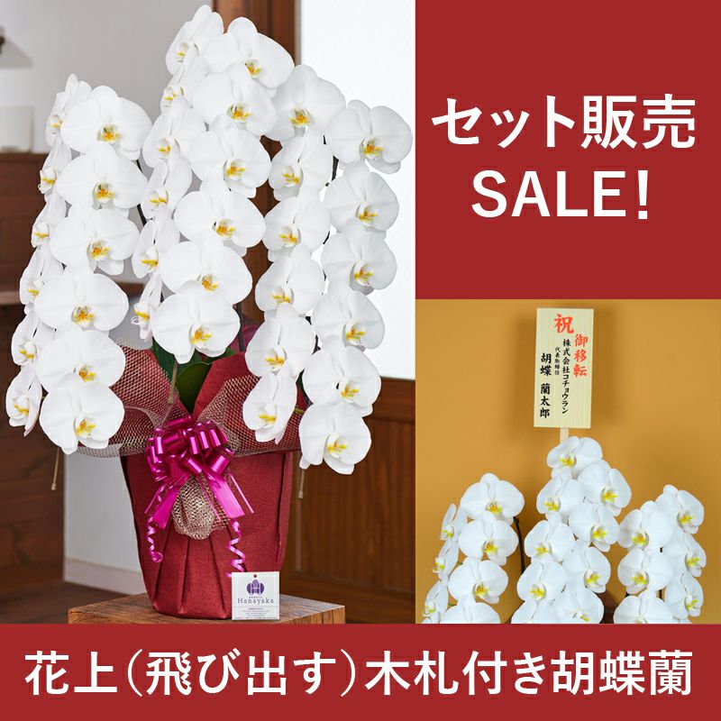 SALE！2万5千円コース（税抜）【飛び出す木札付き】　胡蝶蘭　大輪3本立ち　36輪以上（つぼみ込み） ※TBK