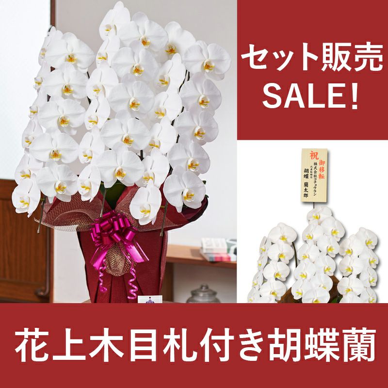 感謝sale 2万円コース 税抜 飛び出す木札付き 胡蝶蘭 大輪3本立ち 36輪以上 つぼみ込み Ygx 胡蝶蘭専門店 はなやか