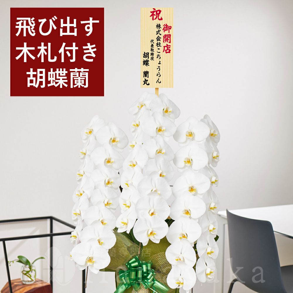 Sale 3万円コース 税抜 飛び出す木札付き 胡蝶蘭 大輪3本立ち 42輪以上 つぼみ込み Tbk 胡蝶蘭専門店 はなやか