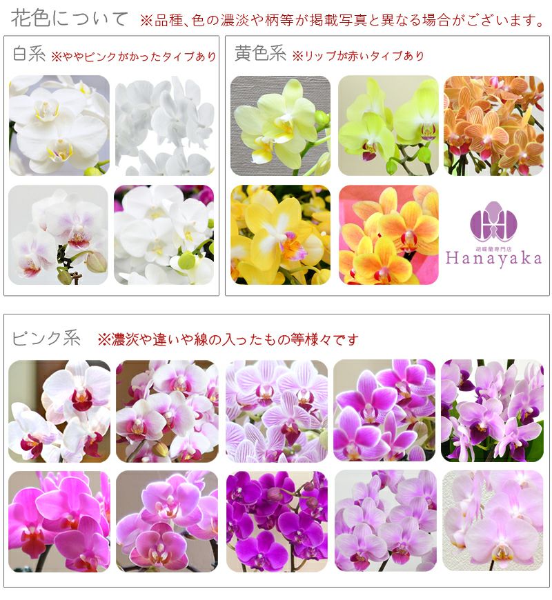 胡蝶蘭 カララ ミニミディ 1本立ち ラッピング付き Kg 胡蝶蘭専門店 はなやか