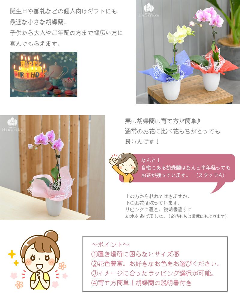 胡蝶蘭 カララ ミニミディ 2本立ち ラッピング付き Kg 胡蝶蘭専門店 はなやか
