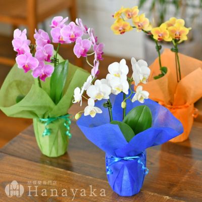 胡蝶蘭専門店はなやか本店 公式ネットショップ お祝いの胡蝶蘭 個人 法人までご対応 胡蝶蘭専門店はなやか本店 公式ネットショップ お祝いの胡蝶蘭 個人 法人までご対応