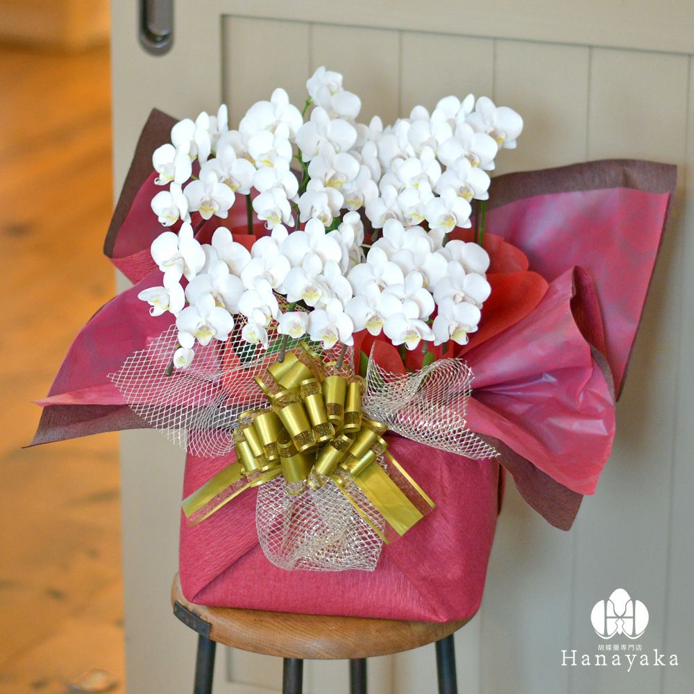 おとりわけ胡蝶蘭 カララ ミニミディ 8本立ち 2本立ち 4鉢入り 胡蝶蘭専門店 はなやか