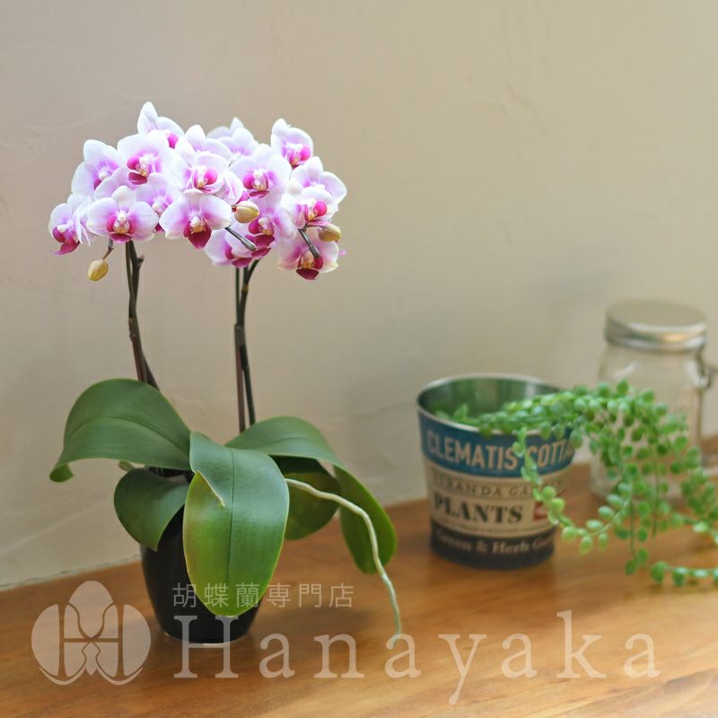 胡蝶蘭 カララ ミニミディ 2本立ち ラッピング無し 営業日昼12時迄の注文で翌日出荷 Pk 胡蝶蘭専門店 はなやか