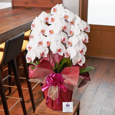 胡蝶蘭白赤リップ大輪