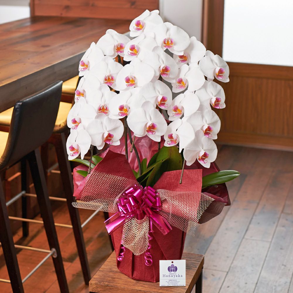 胡蝶蘭白赤リップ大輪