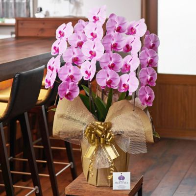 胡蝶蘭ピンク大輪