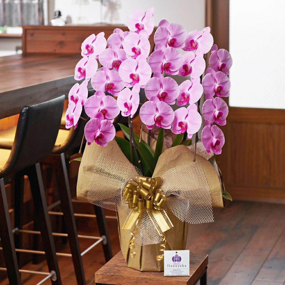 胡蝶蘭ピンク大輪