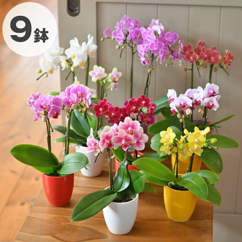 胡蝶蘭 カララ ミニミディ 2本立ち 9鉢セット アソート ラッピング無し 営業日昼12時迄の注文で翌日出荷 Pk 胡蝶蘭専門店 はなやか