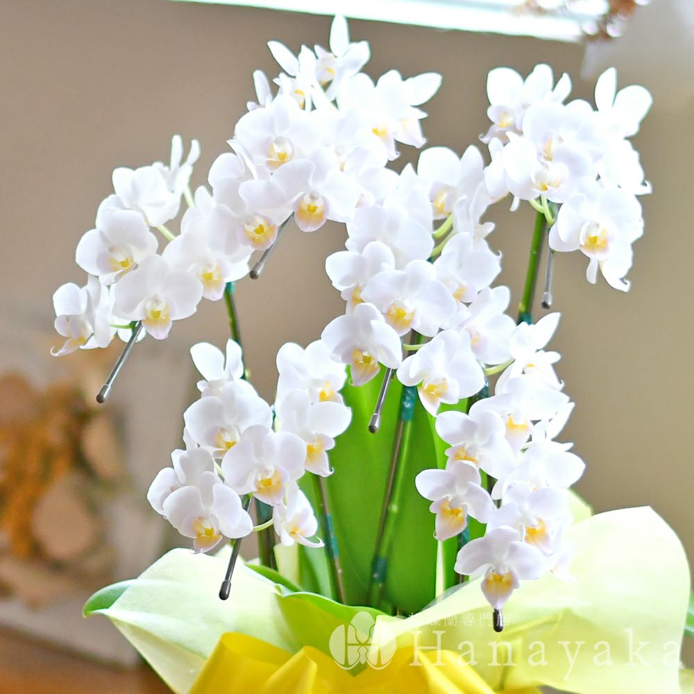 胡蝶蘭専門店はなやか本店 公式ネットショップ お祝いの胡蝶蘭 個人 法人までご対応