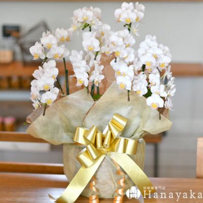 胡蝶蘭専門店はなやか本店 公式ネットショップ お祝いの胡蝶蘭 個人 法人までご対応 胡蝶蘭専門店はなやか本店 公式ネットショップ お祝いの胡蝶蘭 個人 法人までご対応