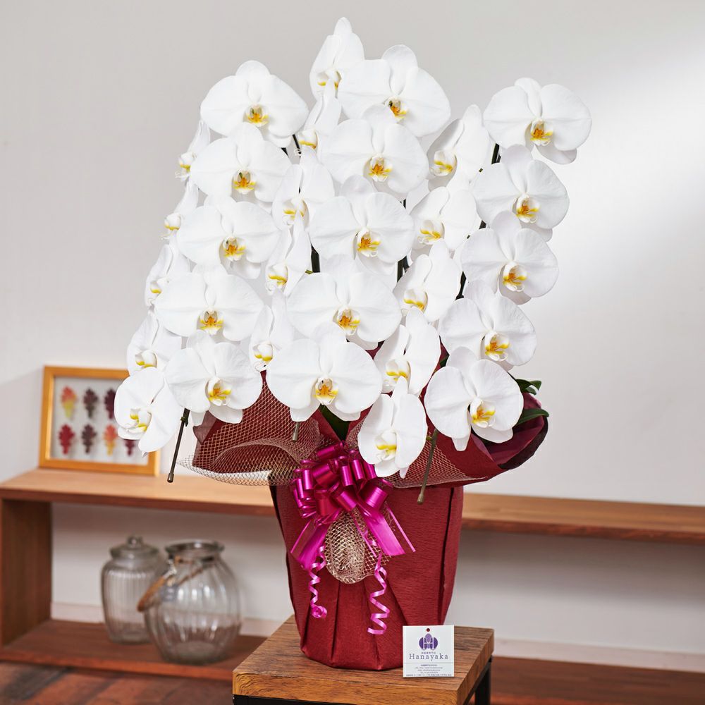 胡蝶蘭専門店はなやか本店 公式ネットショップ お祝いの胡蝶蘭 個人 法人までご対応