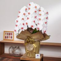 白赤の胡蝶蘭3本立ち 開店祝い ギフト用