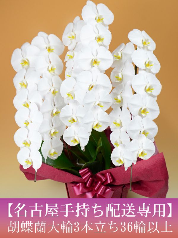 名古屋手持ち配送専用 胡蝶蘭 大輪 3本立ち 36輪以上 つぼみ込み 営業日昼12時までの注文で翌々日配達 胡蝶蘭専門店 はなやか