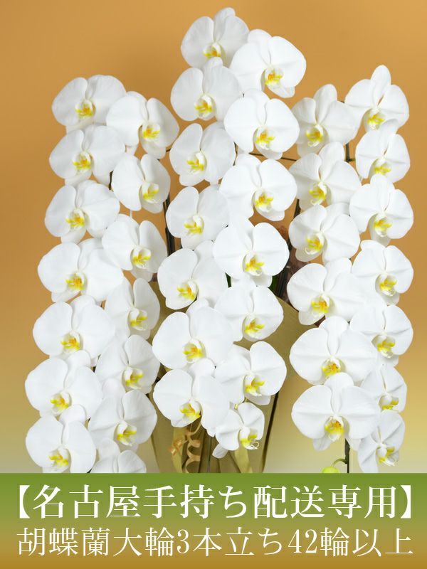 名古屋手持ち配送専用 胡蝶蘭 大輪 3本立ち 42輪以上 つぼみ込み 営業日昼12時までの注文で翌々日配達 胡蝶蘭専門店 はなやか