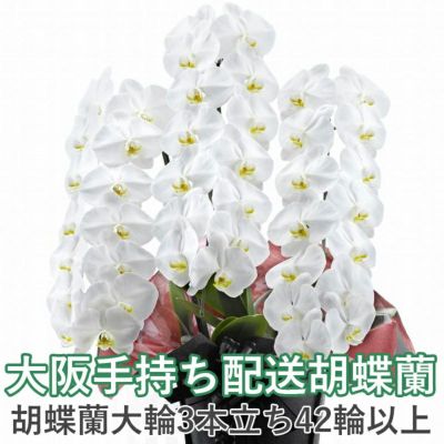 大阪市手持ち配送専用 胡蝶蘭 白大輪 3本立ち 42輪以上 つぼみ込み 胡蝶蘭専門店 はなやか 大阪市手持ち配送専用 胡蝶蘭 白大輪 3本立ち 42輪以上 つぼみ込み 胡蝶蘭専門店 はなやか