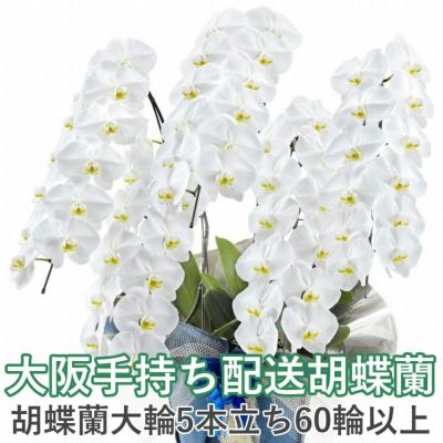 胡蝶蘭 大輪系 5本立ち | 胡蝶蘭専門店 はなやか本店