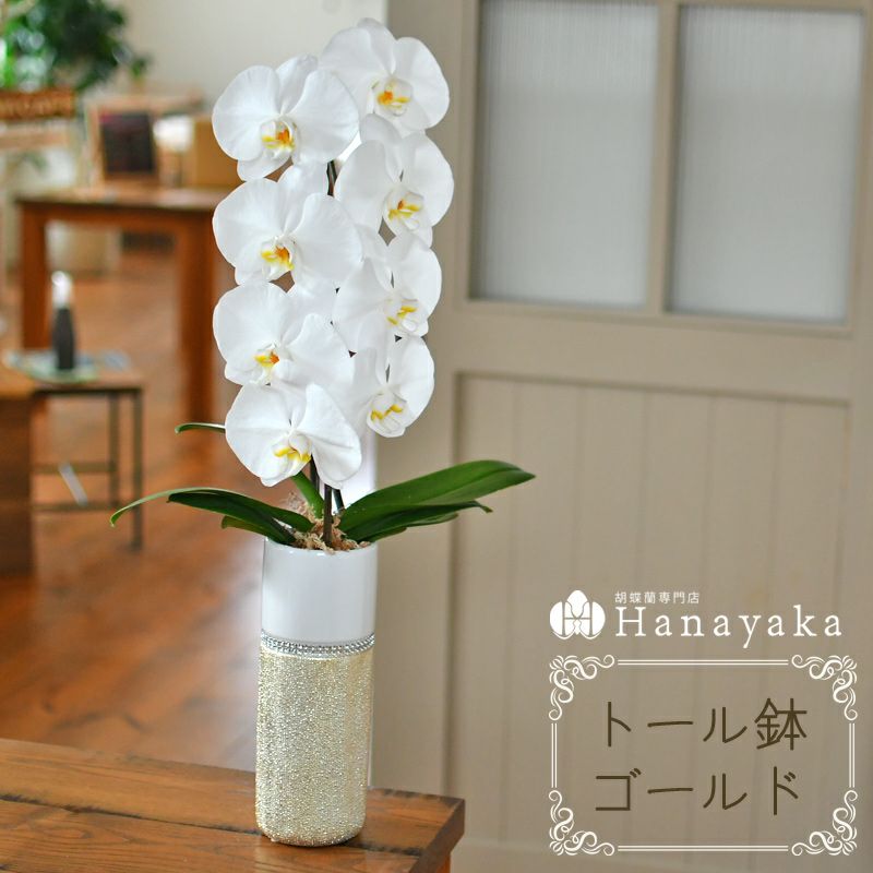 商品一覧 胡蝶蘭専門店 はなやか