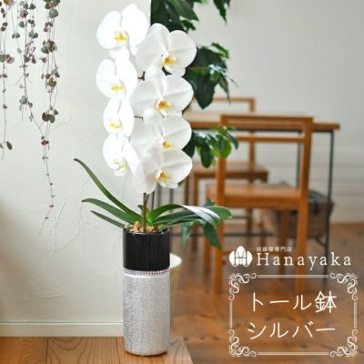 胡蝶蘭専門店はなやか本店 公式ネットショップ お祝いの胡蝶蘭 個人 法人までご対応 胡蝶蘭専門店はなやか本店 公式ネットショップ お祝いの胡蝶蘭 個人 法人までご対応