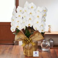 白の胡蝶蘭3本立ち 開店祝い ギフト用