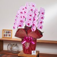 ピンクの胡蝶蘭3本立ち 開店祝い ギフト用