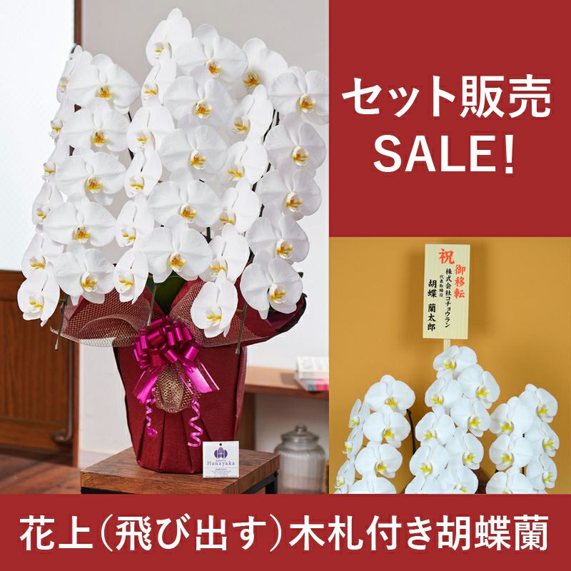 SALE！2万円コース（税抜）【飛び出す木札付き】 胡蝶蘭 大輪3本立ち