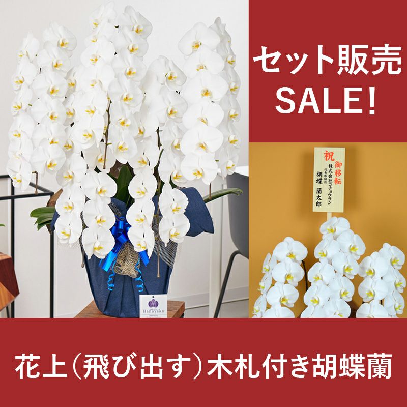 SALE！4万円コース（税抜）【飛び出す木札付き】 胡蝶蘭 大輪5本立ち