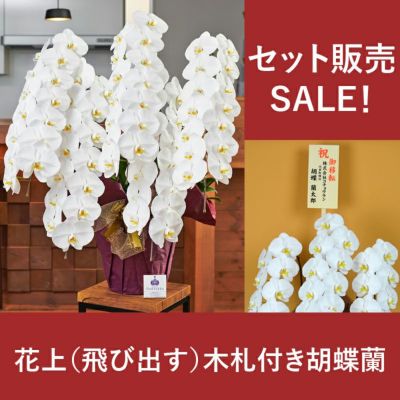 胡蝶蘭専門店はなやか本店【公式ネットショップ】｜お祝い胡蝶蘭ギフト