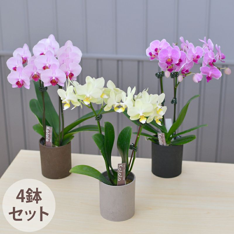 胡蝶蘭カララ